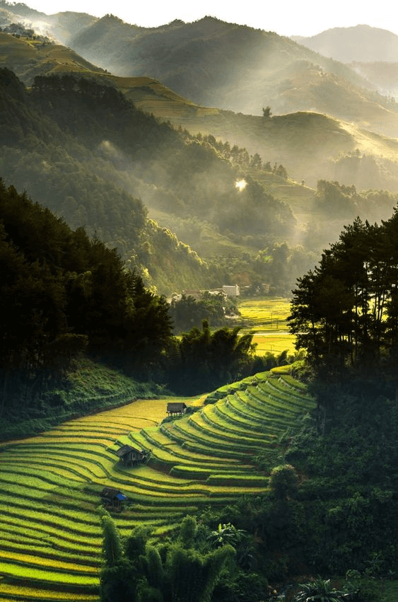 Gorgeous rice field in Sapa - Pinterest